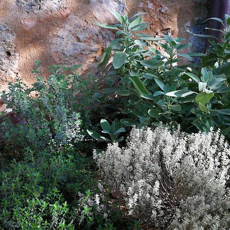 Claudia Vacanza Toscana - Appartamento Nocciolo- 10 Min Da Siena Malignano ภายนอก รูปภาพ