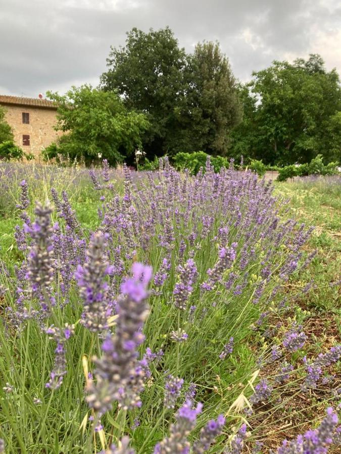 Claudia Vacanza Toscana - Appartamento Nocciolo- 10 Min Da Siena Malignano ภายนอก รูปภาพ