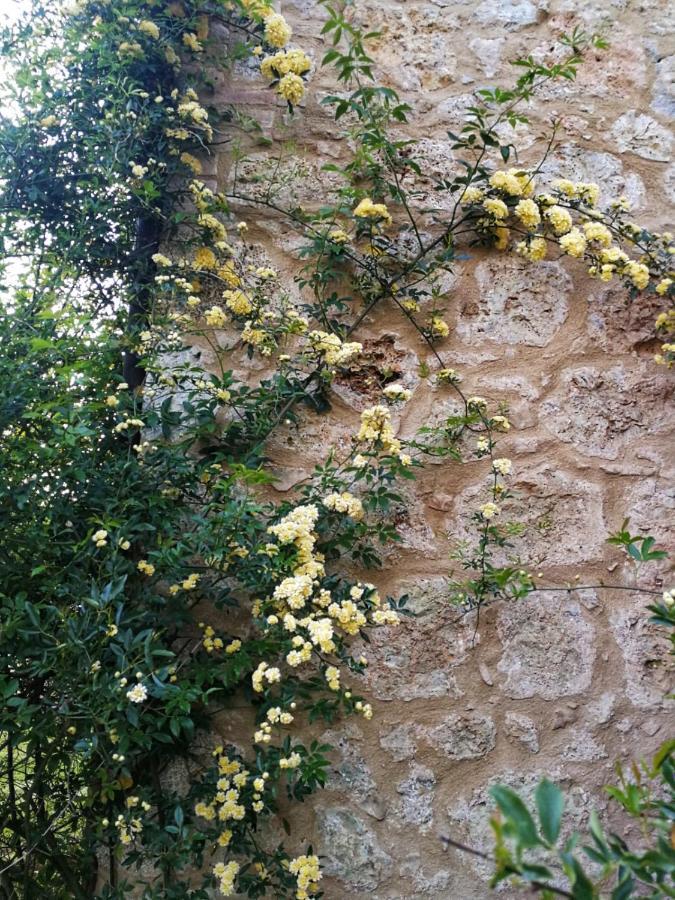 Claudia Vacanza Toscana - Appartamento Nocciolo- 10 Min Da Siena Malignano ภายนอก รูปภาพ